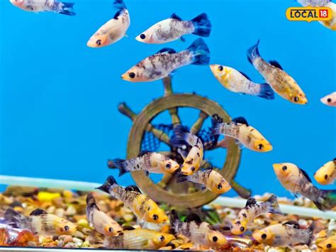 Fish Farming: అలంకరణ చేపల పెంపకంలో ఆన్‌లైన్ ట్రైనింగ్ | APSSDC ...