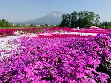 Hokkaido Shibazakura & Tulip Gardens One-Day Tour: Niseko & Mount Yotei ...