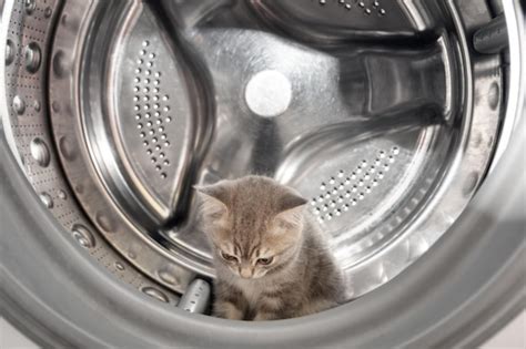 Image result for Cat in Washing Machine Prank
