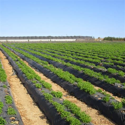 Image result for Stevia Process