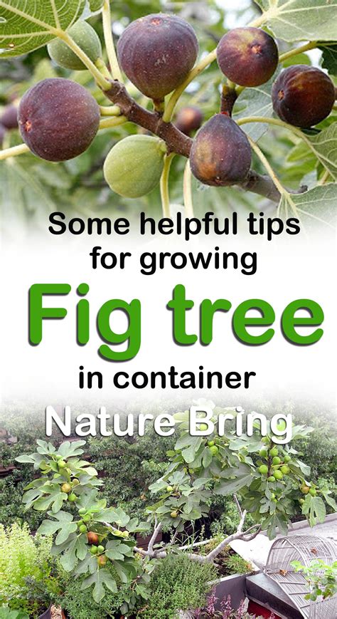How to grow Fig trees in pot | Growing Fig | Figs care - Naturebring