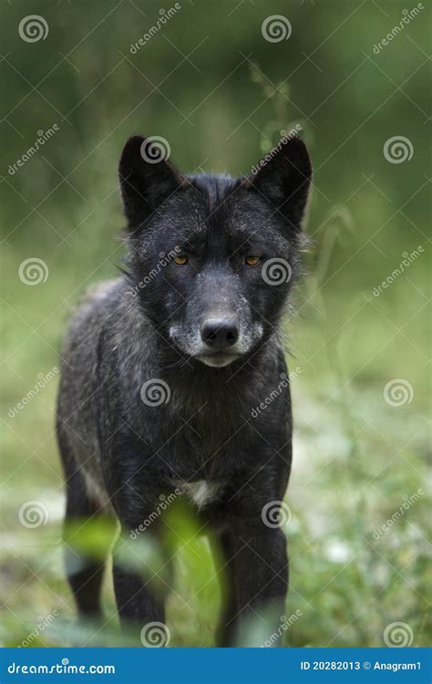 Black timber wolf stock image. Image of mammal, snowy - 20282013