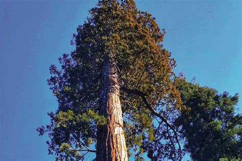 Tallest Native Tree 的图像结果