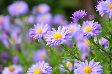 Focus Photography of Purple Daisy Flowers · Free Stock Photo