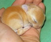 Image result for Rabbit Asleep