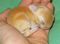 Image result for Sleeping Rabbit