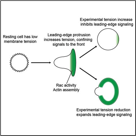 Membrane Tension Maintains Cell Polarity by Confining Signals to the ...