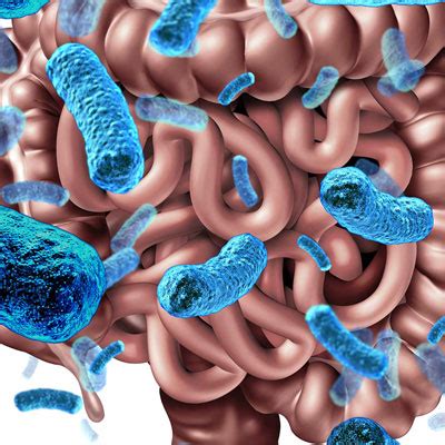 Probiotic Supplements: Separating Hype from Science