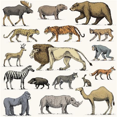 Kwazulunatal animal species Vectors - Download Free High-Quality ...