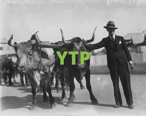 YTP Tutorial 的图像结果