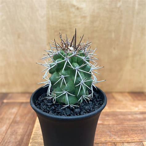 RIMO'S GREEN 【Saboten & Succulent】