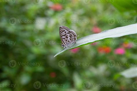 Image result for Simple Image of Butterfly Small Size