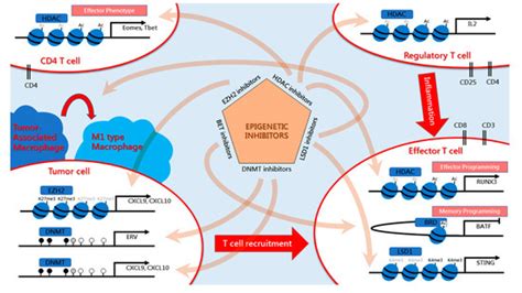 Epigenomes | December 2020 - Browse Articles