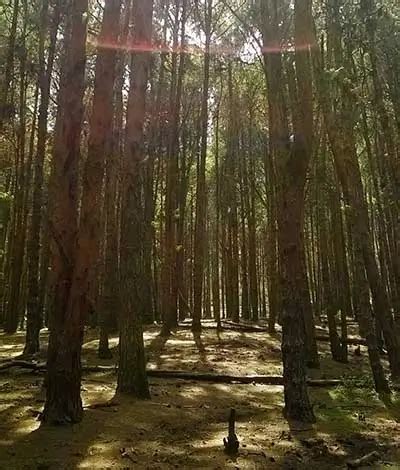 Pine Forest Ooty – Timings, Entry Fee, Location & Guide 2025