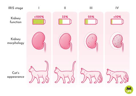 Life Expectancy Of A Cat With Stage 3 Kidney Disease | Detroit Chinatown
