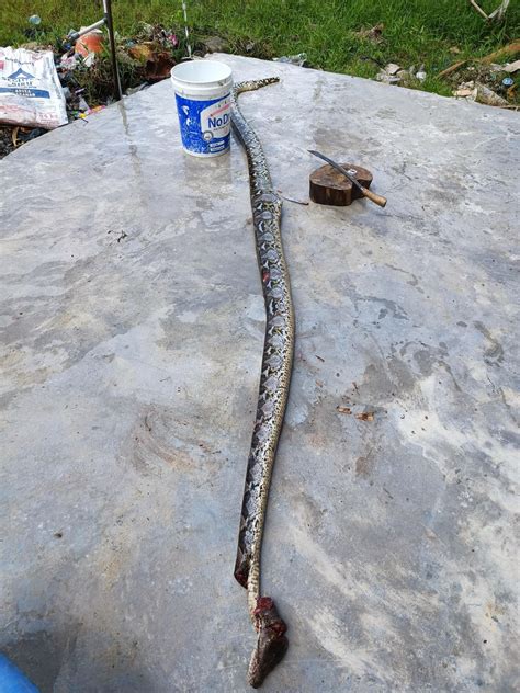 Image result for Python Cooking