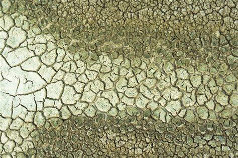 Swamp Ground Texture 的图像结果