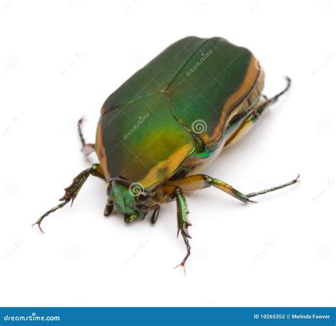 Green June Bug stock photo. Image of large, studio, nitida - 10265352