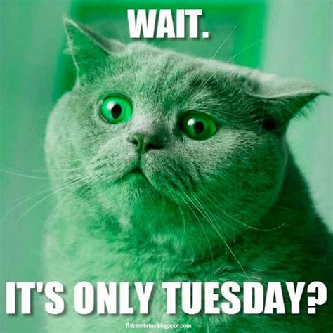 Funny Tuesday Quotes to Brighten Your Tuesday Morning | Tuesday quotes ...