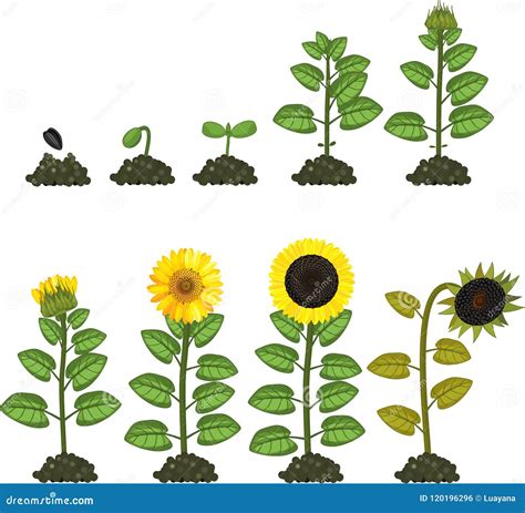 Life Cycle Of A Sunflower Life Cycle Of A Sunflower | BookLife