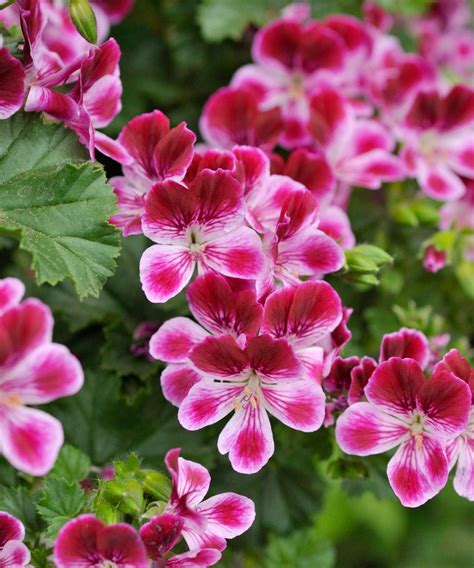 Best squirrel-repellent plants: 7 options | Homes and Gardens