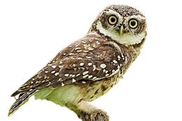 বাংলার ৭০ টি চেনা অচেনা পাখীর নাম ও ছবি - All birds of Bengal with name ...