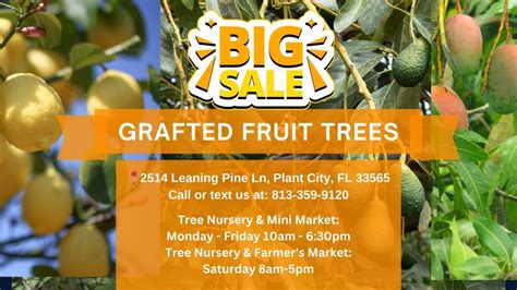 Quick-to-Grow Fruit Trees – Citrus, Mango, Avocado & More! 🌱 Plant Now ...