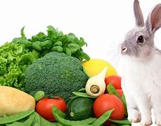 Image result for Rabbit Food List