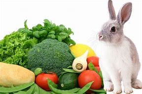 Image result for Rabbit Eat Food Art Clip