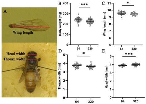 Increased Mass-Rearing of Queens in High Royal-Jelly-Producing Honey ...