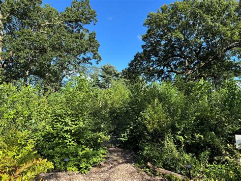 Tiny Forest | Summit, NJ