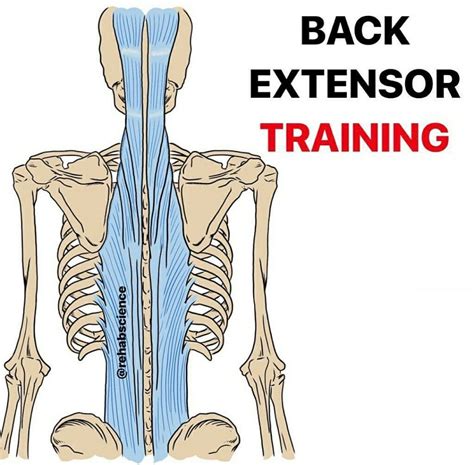 Back Extensor Muscles 的图像结果