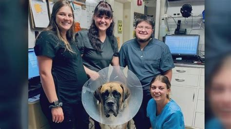 Some Treasure Valley pet clinics facing veterinarian shortage | ktvb.com