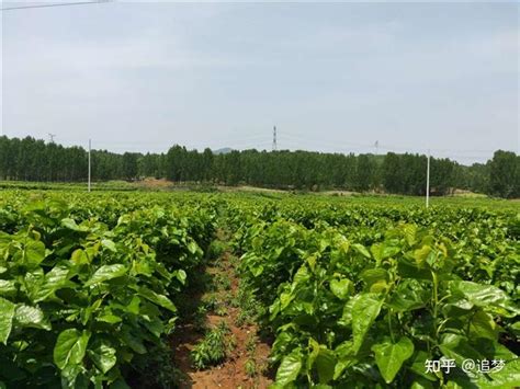 汝州焦村镇段村：桑蚕产业带民富 - 知乎