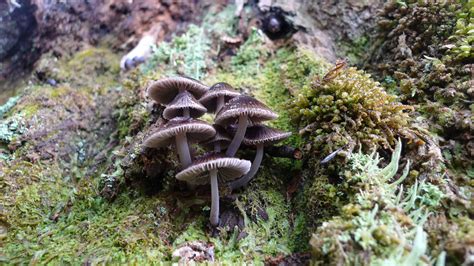 Guepiniopsis is an easily identifiable genus of fungi because they are typically jelly-like or ...