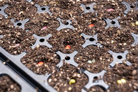 Mistakes To Avoid When Using Plant Seedling Trays for Your Seeds – Ugaoo