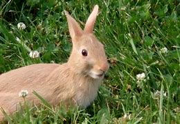 Image result for Blue Eyed Bunny
