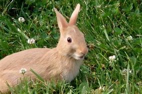 Image result for Fluffy Blonde Bunnies