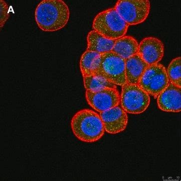 Anti-ULBP-4/RAET1E Antibody, clone 6C10 ZooMAb® Rabbit Monoclonal ...