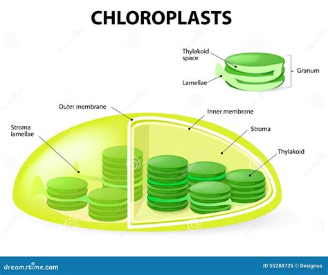 Structure Of A Chloroplast Stock Vector - Image: 55288726