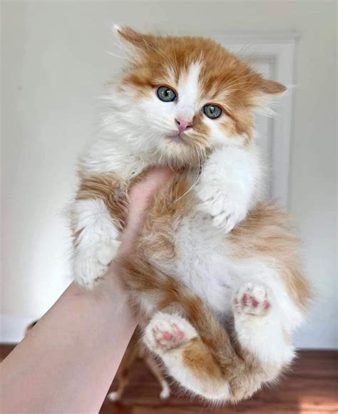 Domestic Longhair Kittens