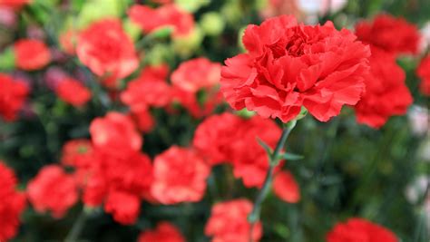 State Of Ohio Flower