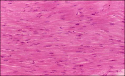 Smooth Muscle Tissue Under Microscope