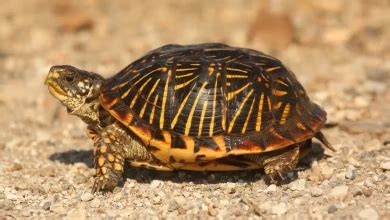 Image result for Japanese Box Turtle