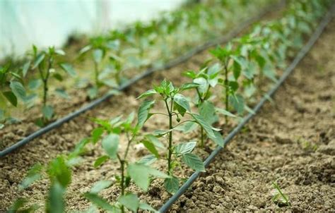 辣椒高产栽培技术，加强田间管理，提高辣椒的种植效率|辣椒|苗床|幼苗_新浪新闻