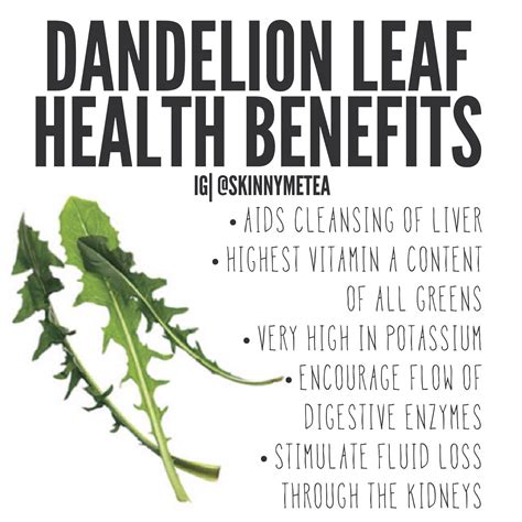 Dandelion Leaf - These are some of the most healthy greens you can eat. If you are picking them ...