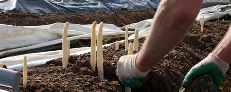 Selbstcheck "Habe ich das Zeug zum Erntehelfer"? | agrarheute.com