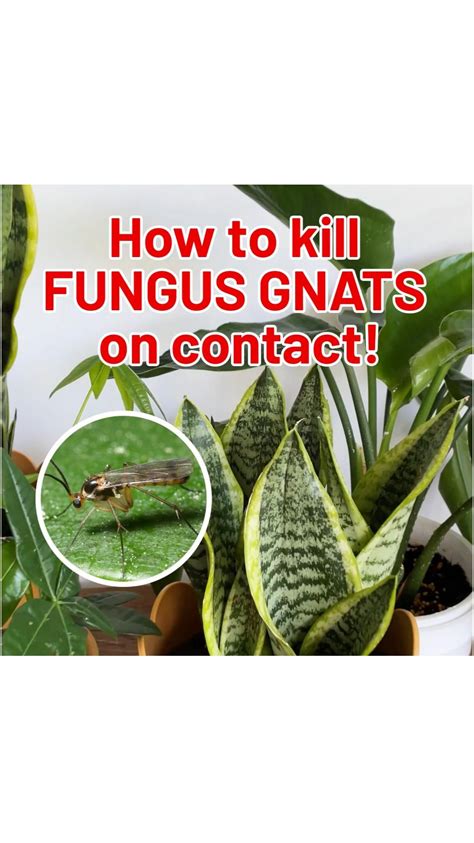 Can You Really Kill Fungus Gnats By Freezing Them Does Freezing Actually Work On Fungus Gnats Does Freezing Your Soil Eliminate Fungus Gnats A Homemade Freezer Bag Trap For Fungus Gnats