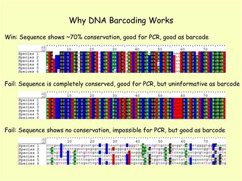 Image result for DNA Barcoding Explained