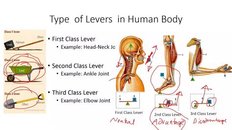 5 3rd Class Lever Examples in the Body Explained